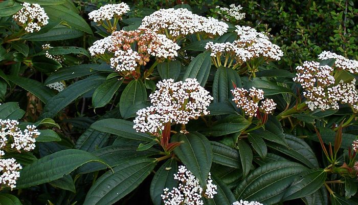 propiedades y beneficios del viburnum