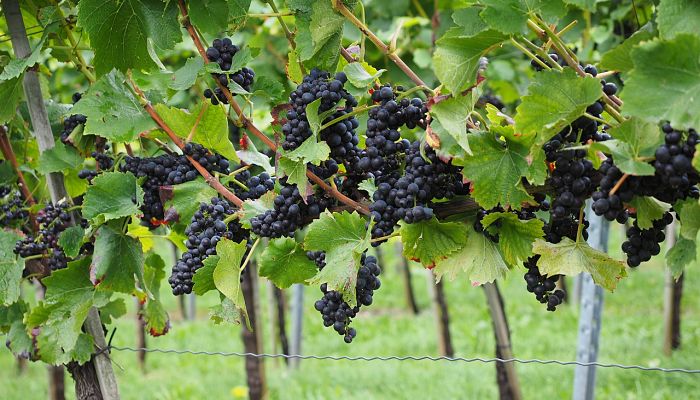 propiedades y beneficios del viñedo