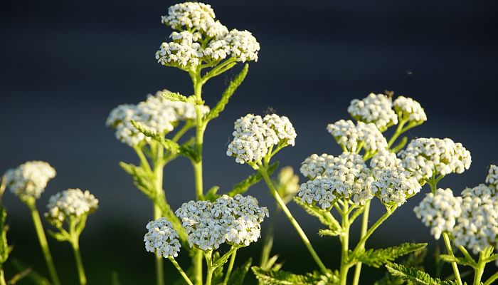 propiedades y beneficios del yarrow