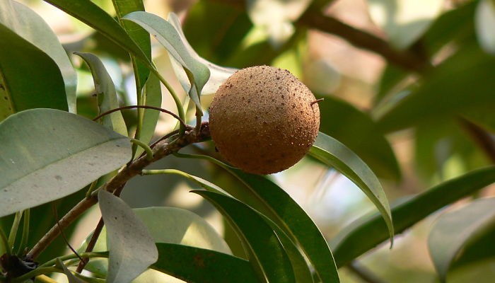 propiedades y beneficios del zapote chico