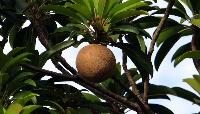 propiedades y beneficios del zapote de chicle
