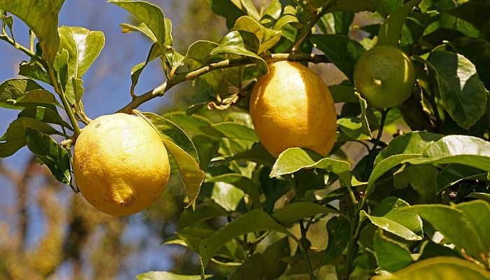propiedades y beneficios del limonero