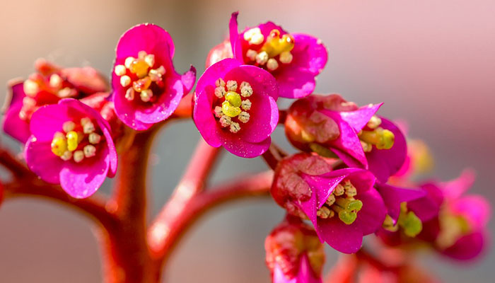 Flores de Bergenia