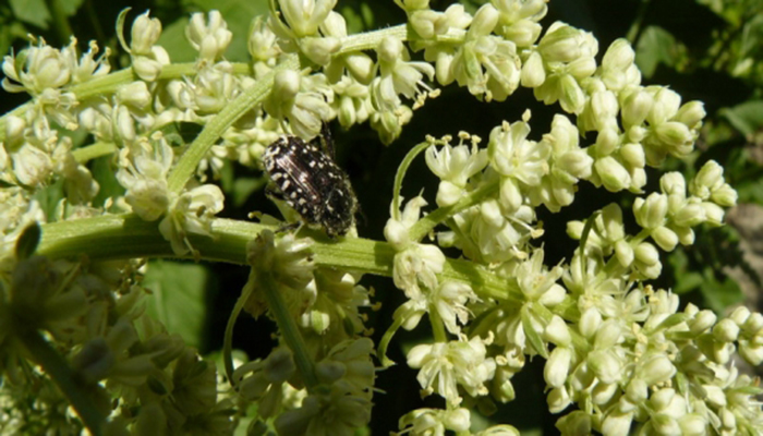 Flores de Betabel