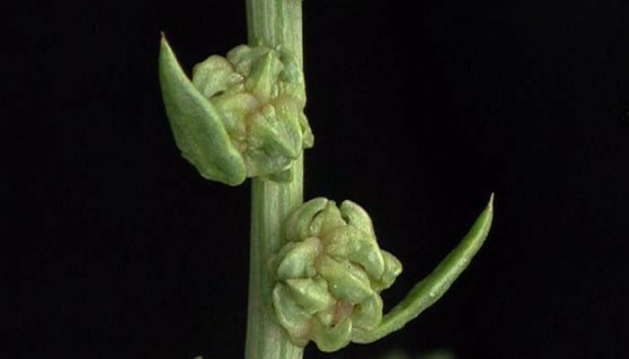 Tipo de fruto del Beta Vulgaris