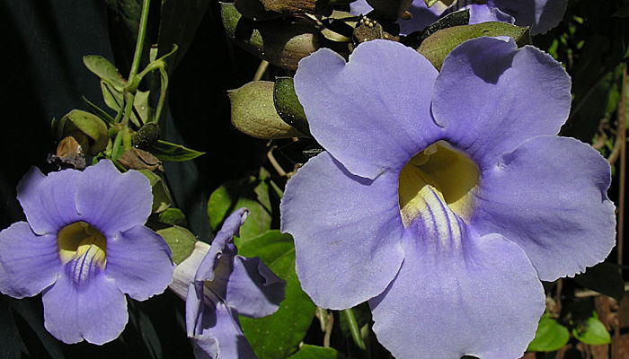 Bignonia azul