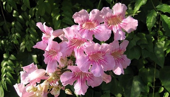 Bignonia De Invierno. Origen,
Descripción, Cultivo, Cuidados,
Propiedades