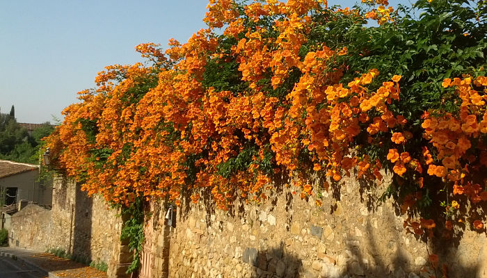 variedades de bignonia rosa