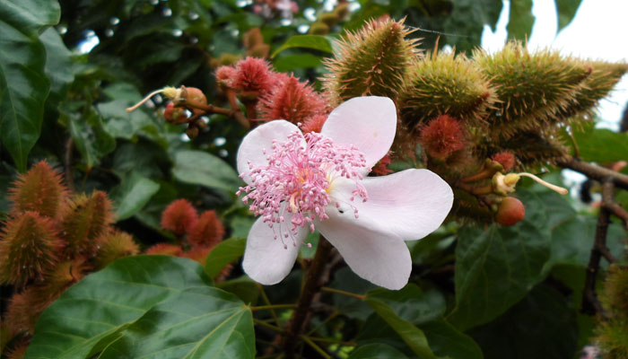 Flor y Fruto