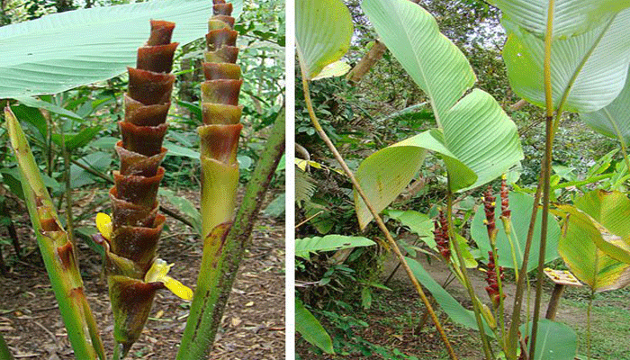 Bijao (Calathea lutea)