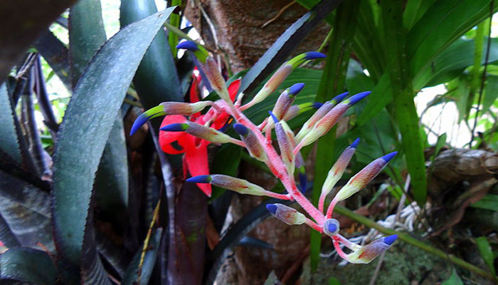 Billbergia chlorosticta