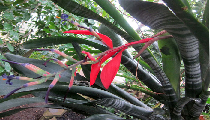 Billbergia portana