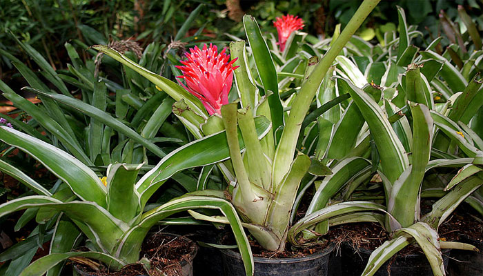 Billbergia pyramidalis