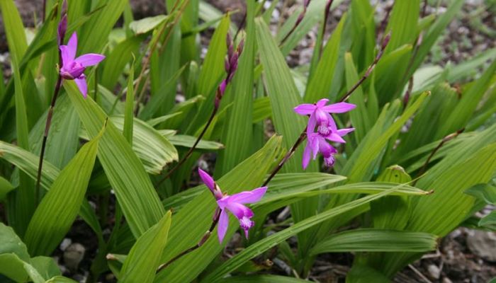 Bletilla