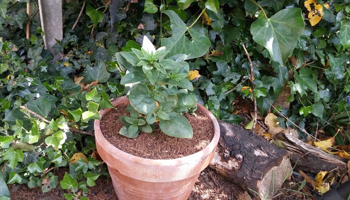 como se cultiva en maceta