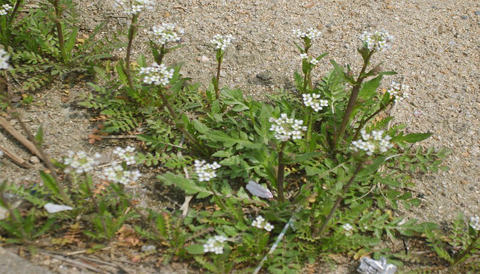 Bolsa de pastor (Capsella bursa-pastoris)