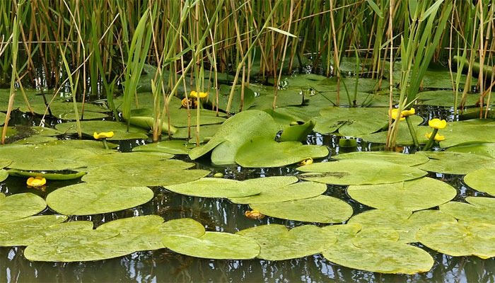 Botellera o Lirio amarillo del estanque