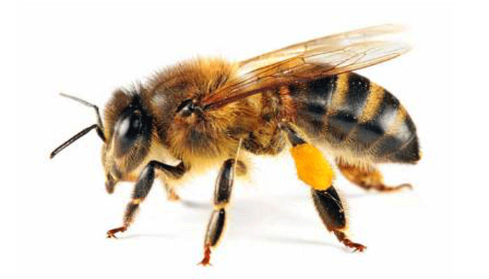 Abeja melífera