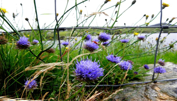 Botón azul (Jasione montana L)