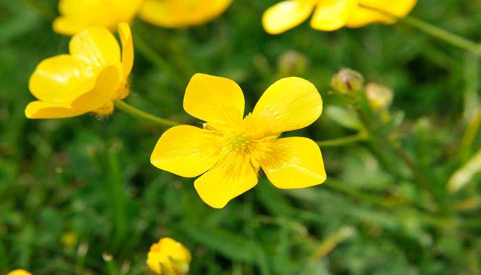 Ranunculus acris