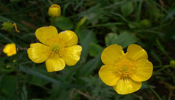 botón de oro (Ranunculusacris)