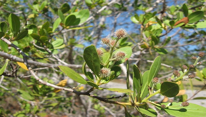 Conocarpus erectus (Botoncillo)