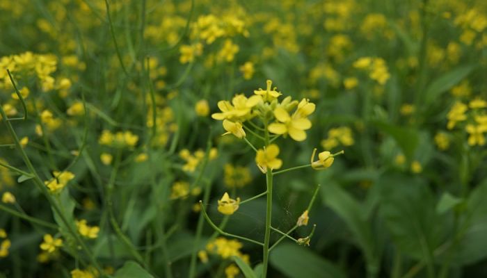 Brassicas