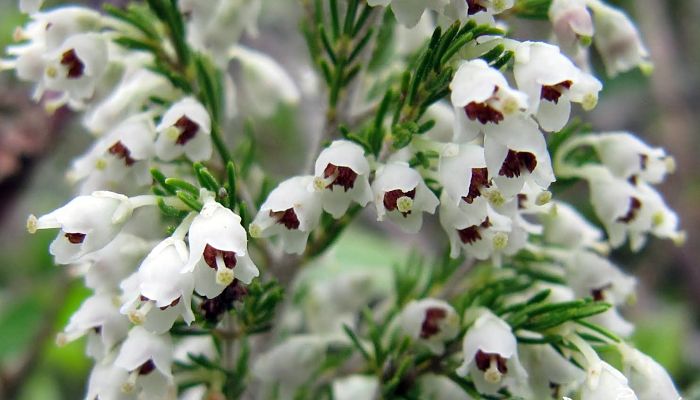 Hermosas flores de brezo blanco