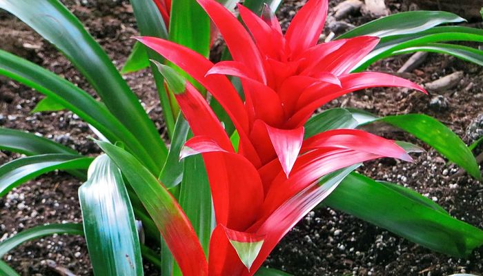 Bromelias rojas