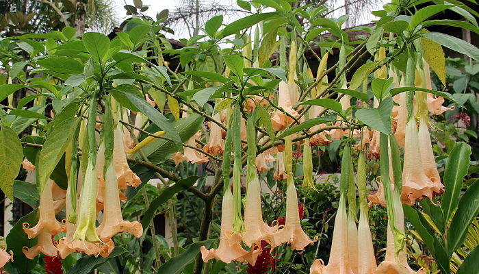 Brugmansia