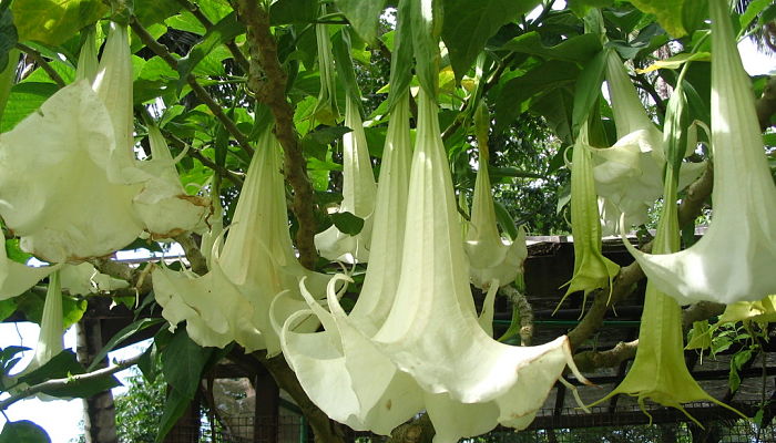 Brugmansia