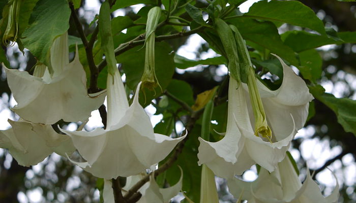 Brugmansia. Origen, Descripción,
Cultivo, Cuidados, Propiedades