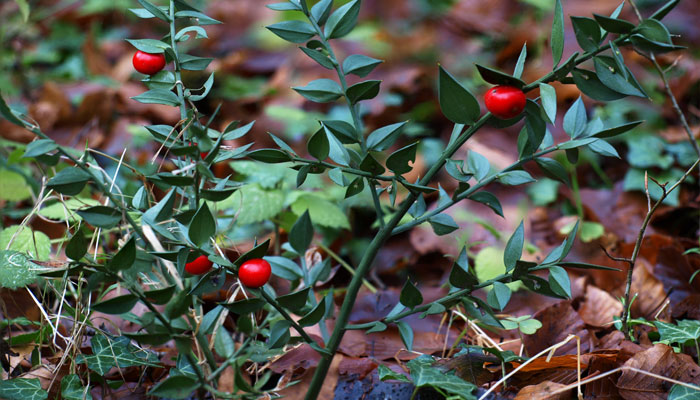 Brusco (Ruscus aculeatus) 