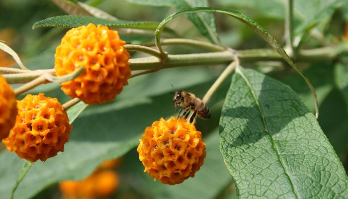 Buddleja globosa