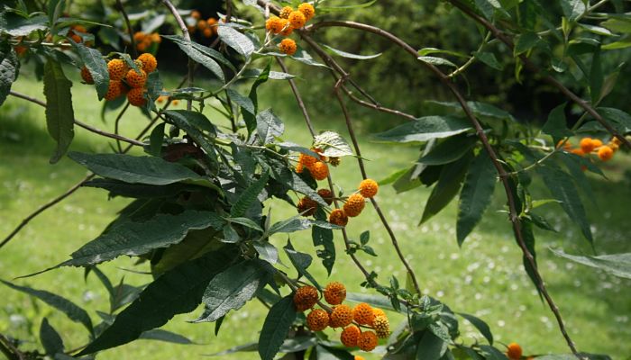 Buddleja globosa