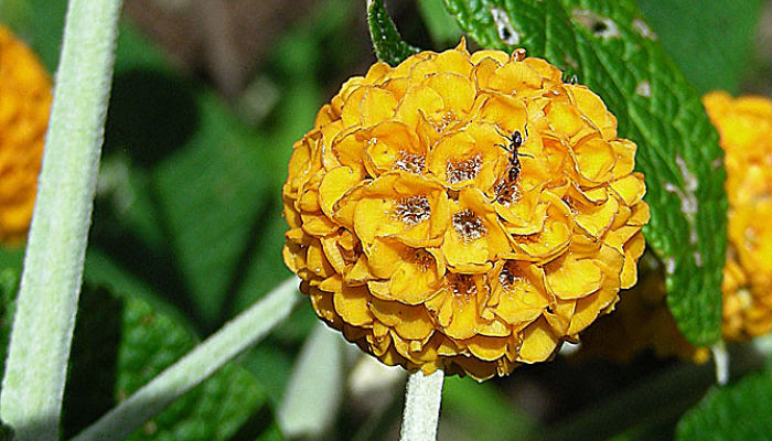 Buddleja globosa