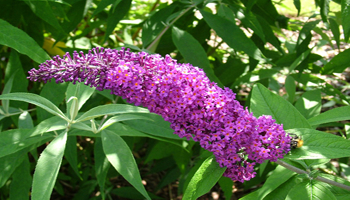 Buddleja Davidii