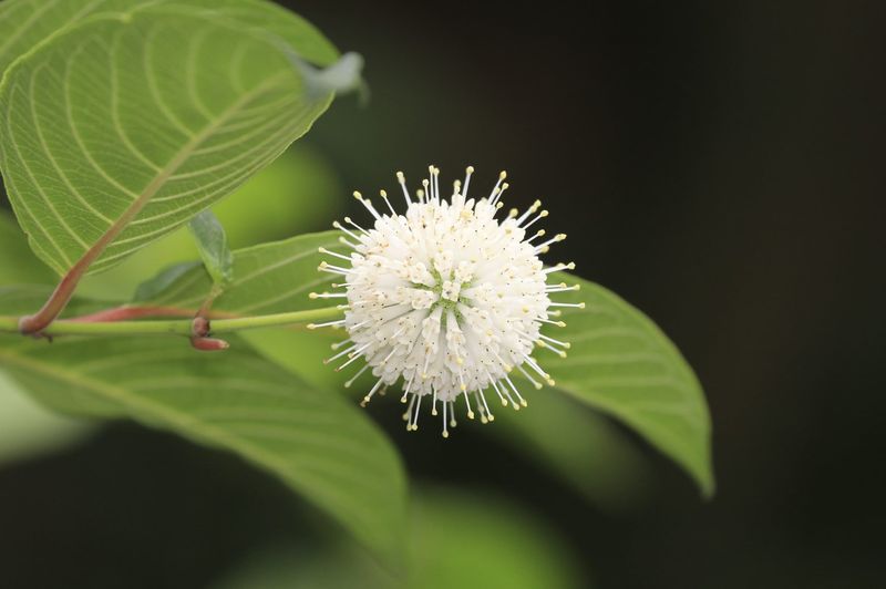 buttonbush