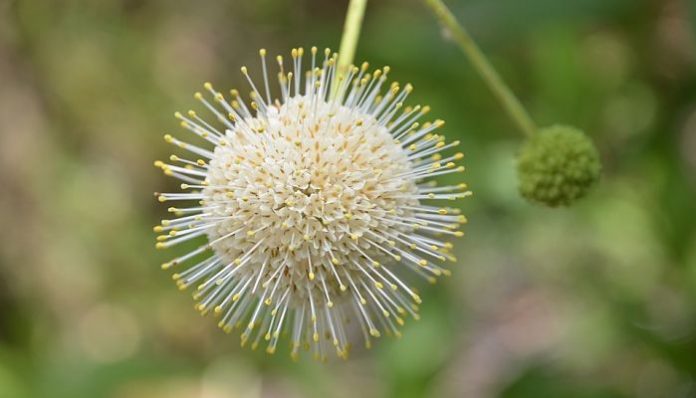 Cabezuela de buttonbush en flor junto a otra ya en fruto