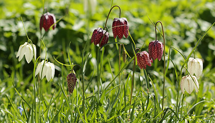 Variedades de Fritillaria