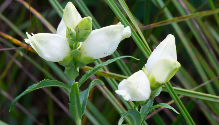 Chelone glabra