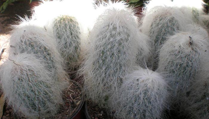 cephalocereus senilis