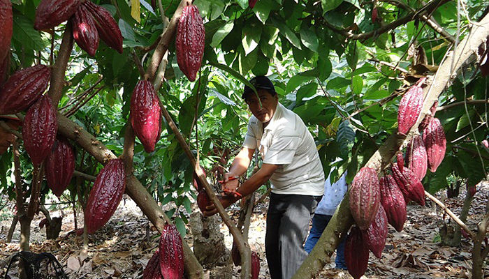 Cosecha de cacaotero 