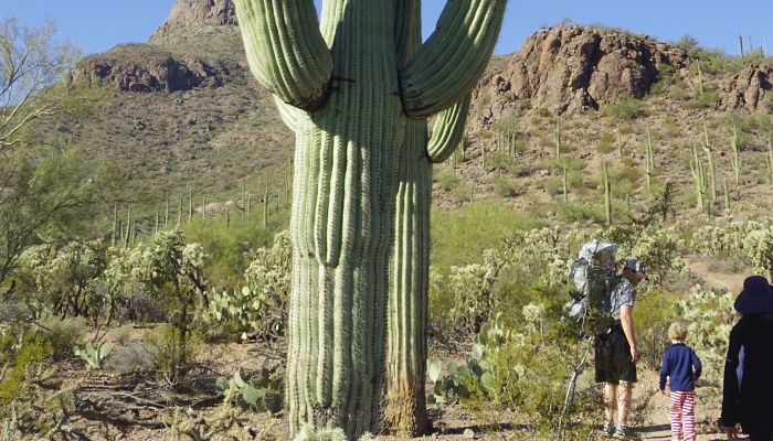 origen del cactus columnar