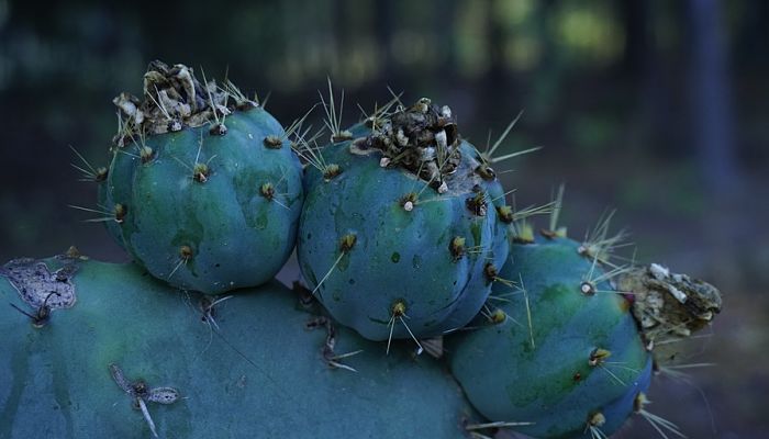 variedades de cactus columnar