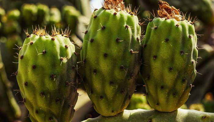 tipos de cactus columnar