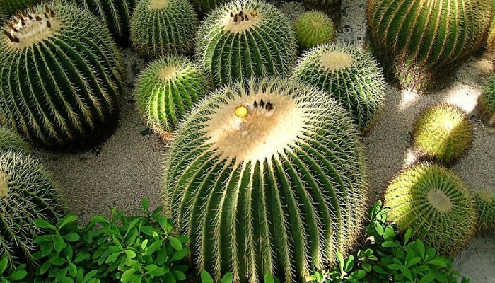 cactus