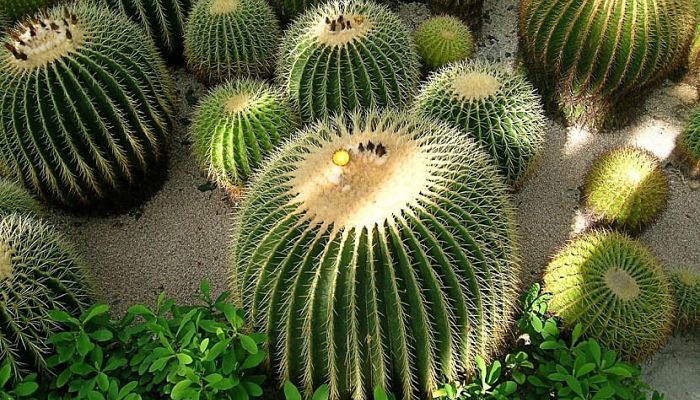 Cactus  Erizo. Origen, Descripción,
Cultivo, Cuidados, Propiedades