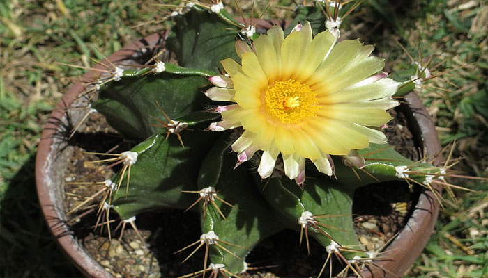 Astrophytum ornatum o Cactus Estrella