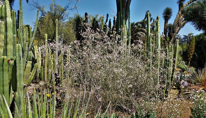 Cactus Órgano. Origen, descripción,
Cultivo, Cuidados, Propiedades.